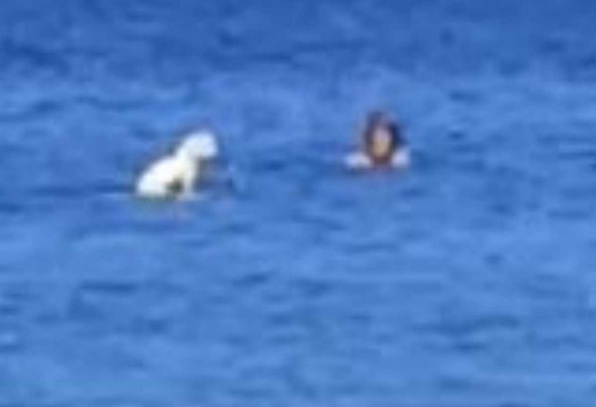Σύρος: Σκύλος… σέρφερ σε παραλία – Δείτε το βίντεο της σεζόν που κάνει θραύση στο διαδίκτυο