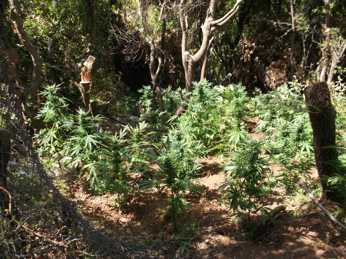 Ρέθυμνο: Φυτεία με 157 δενδρύλλια χασίς στο Μυλοπόταμο – Μια σύλληψη