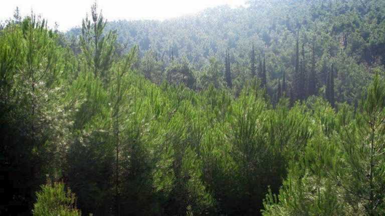 Σέιχ Σου: Κόβονται τα «άρρωστα» δέντρα που τσίμπησε το φλοιοφάγο έντομο - Μπαίνει και σύστημα πρόληψης πυρκαγιών