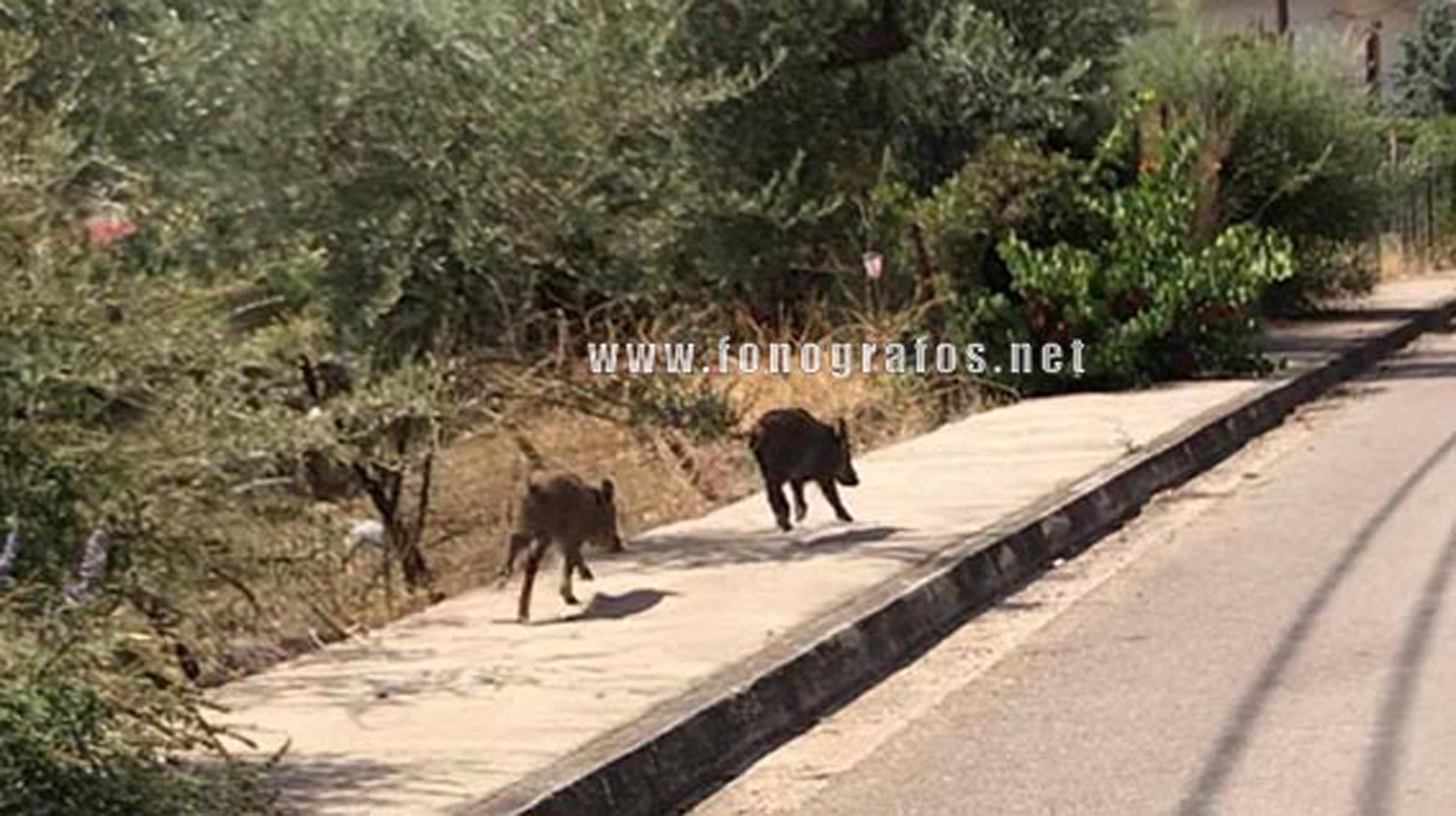 Αγριογούρουνα κάνουν βόλτες στον Άγιο Κωνσταντίνο – Εικόνες μέσα από την πόλη