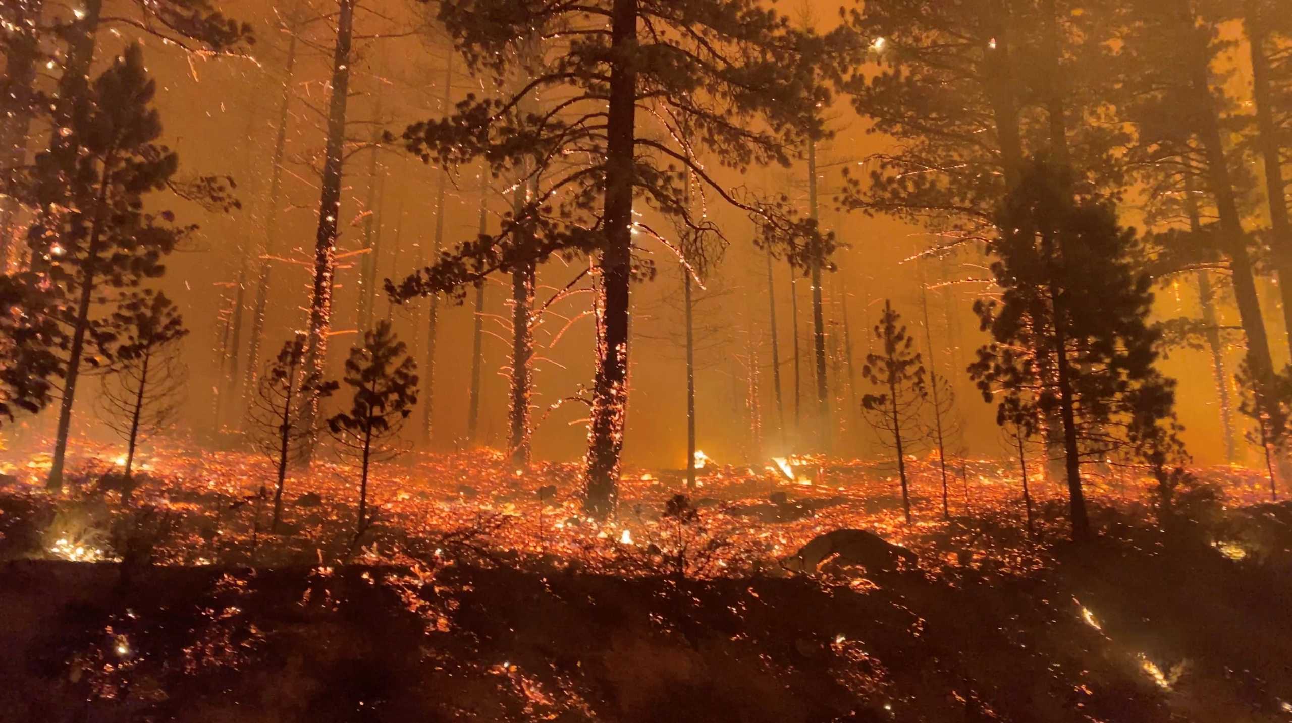 Tamarack Fire is seen in Markleeville, California, U.S., July 17, 2021, in this still image obtained from a social media video. 564 Fire