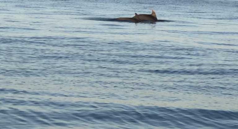 Θεσσαλονίκη: Πανέμορφες εικόνες στο Θερμαϊκό με δελφίνια να παίζουν τα ξημερώματα στη θάλασσα