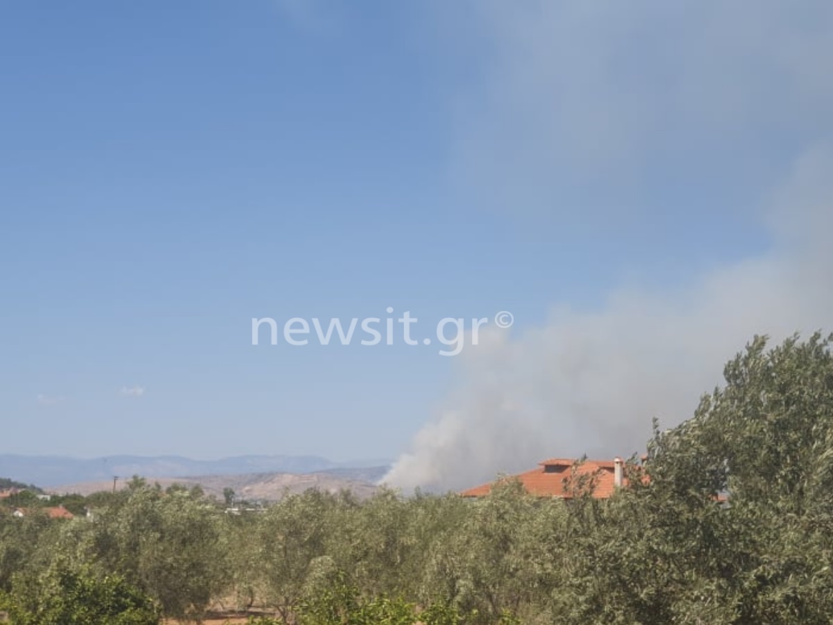 Φωτιά τώρα στη Χαλκίδα – Καίει δασική έκταση πίσω από τη ΔΕΗ