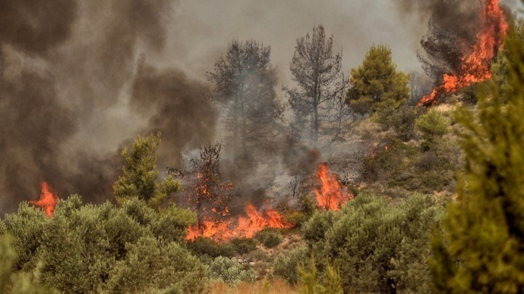 Κι άλλη φωτιά! Καίγεται δάσος στην Ελασσόνα