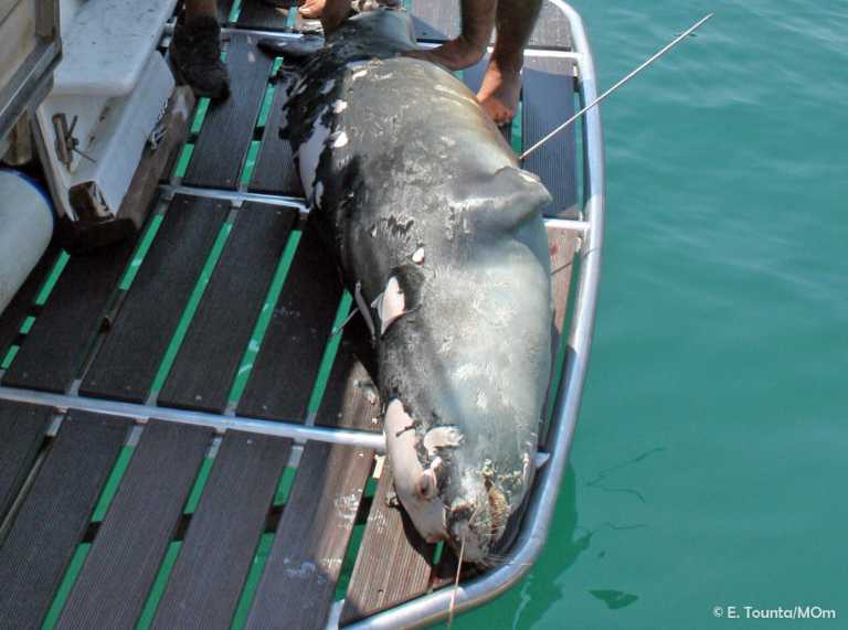 Αλόννησος: Νεκρός ο Κωστής, η φώκια – ατραξιόν του νησιού – Τον σκότωσε ψαροτουφεκάς