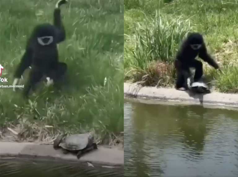 Η μαϊμού που σπάει πλάκα με… αθώες χελώνες