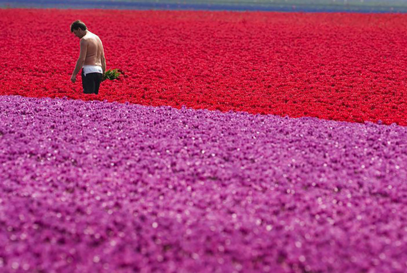 epa01335448 A Dutch bulb grower inspects his tulips for diseases in the Cruquius polder near Haarlem, Netherlands, 06 May 2008. The tulip season begins in March and lasts until August with several shows held across the country, but the flowers are undoubtably at their most spectacular at this time of year. The cultivation of flower bulb began more than 400 years ago and today Holland produces more than nine billion bulbs every year, of which two thirds are exported overseas.  EPA