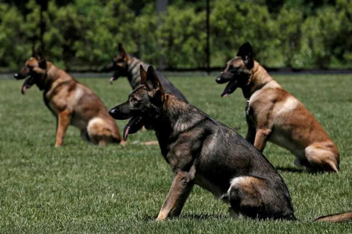 Ψάχνουν σπίτι για σκύλους της αστυνομίας επειδή… παραείναι ήπιοι και φιλικοί!