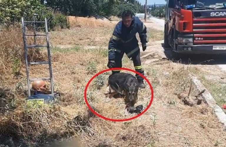 Θεσσαλονίκη: Διάσωση σκύλου στην κάμερα – Έπεσε και παγιδεύτηκε μέσα σε φρεάτιο στην Καλαμαριά