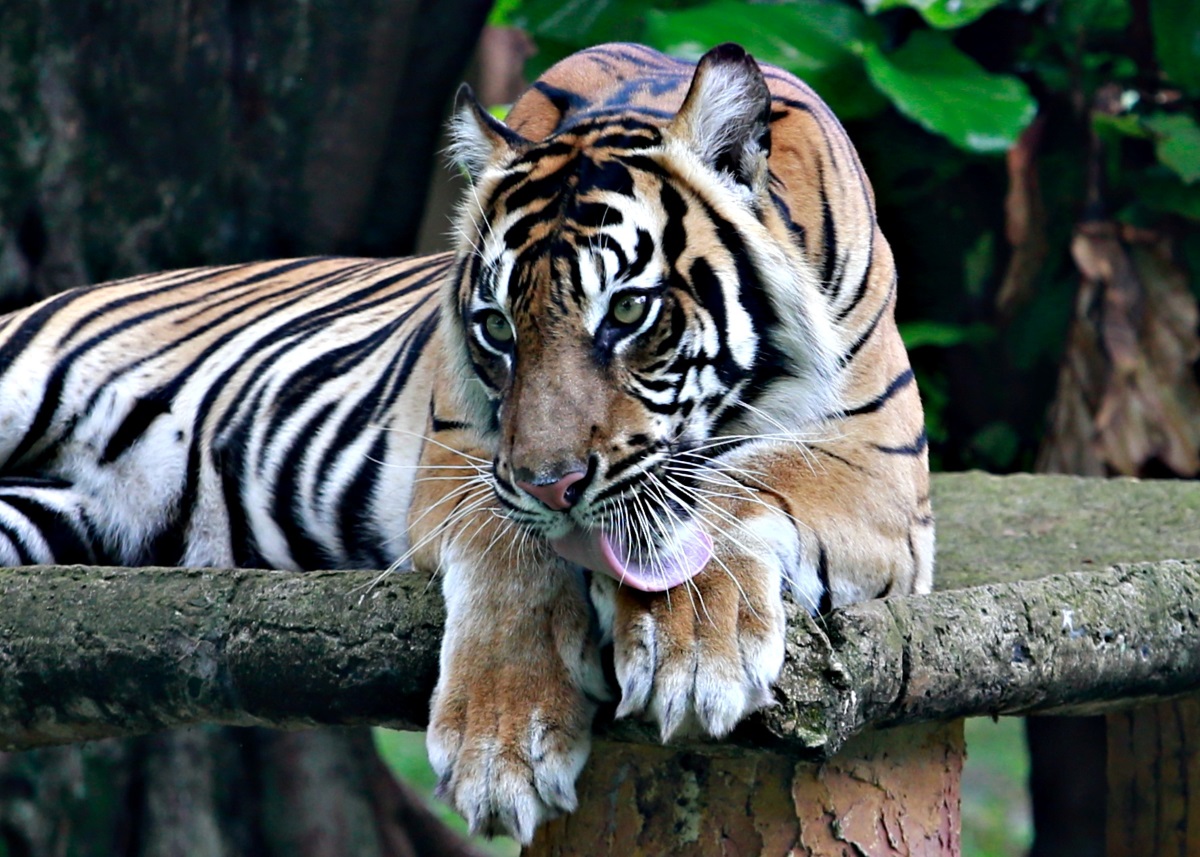 Ινδονησία: Μυστήριο σε ζωολογικό κήπο – Κόλλησαν κορονοϊό δύο τίγρεις