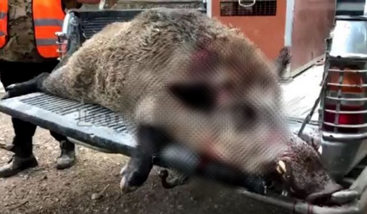 Βίντεο: Σκότωσαν αγριογούρουνο 200 κιλών στην Αταλάντη