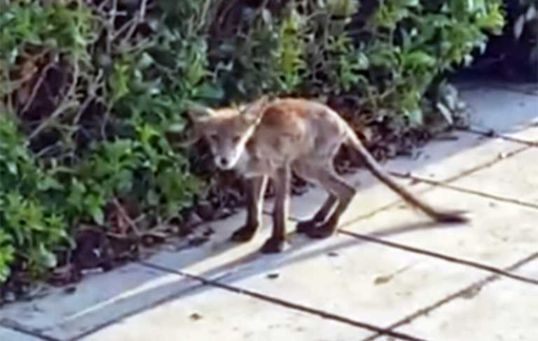 Καβάλα: Αλεπού κόβει βόλτες στο κέντρο της πόλης – Φαίνεται υποσιτισμένη και τρομαγμένη
