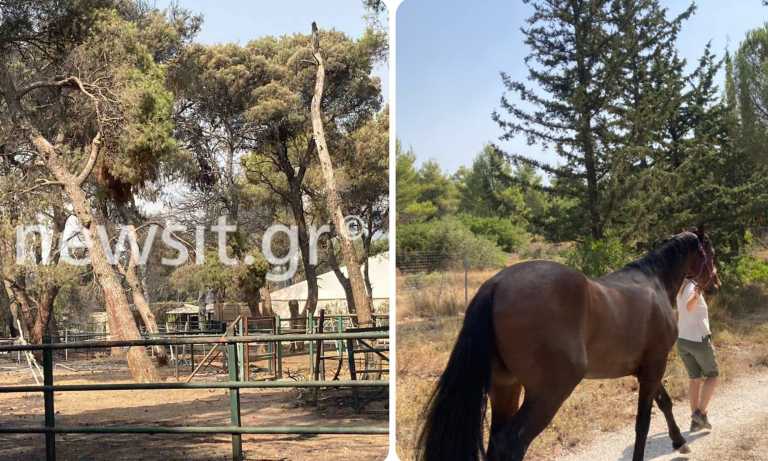 Καταστράφηκε ο Ιππικός Όμιλος Βαρυμπόμπης- Ασφαλή και τα 52 άλογα - Δείτε τη στιγμή που σώζεται και το τελευταίο