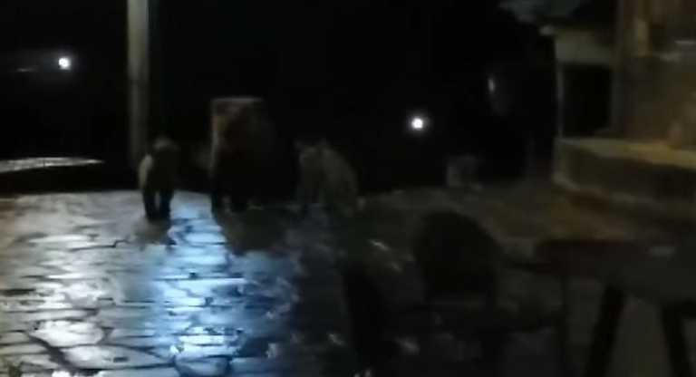 Βίντεο: Αρκούδα με τα μικρά της «κόβει» βόλτες σε χωριό της Ηπείρου