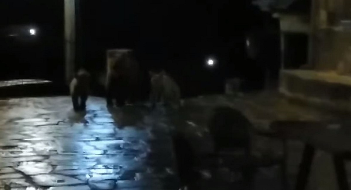 Αρκούδα με τα μικρά της «κόβει» βόλτες σε χωριό της Ηπείρου