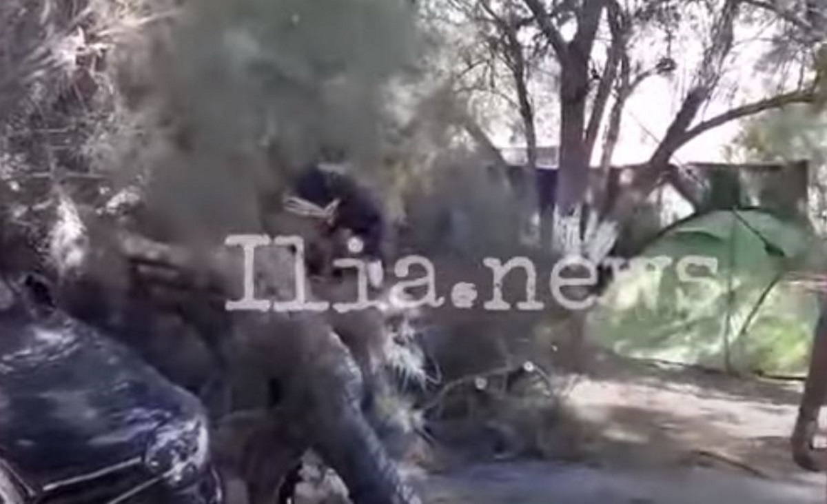 Βίντεο: Δέντρο καταπλάκωσε αυτοκίνητο σε παραλία της Ηλείας
