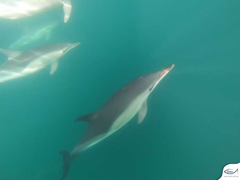 Θεσσαλονίκη: Τα δελφίνια του Θερμαϊκού – Ο στόχος της μελέτης πίσω από τις εικόνες