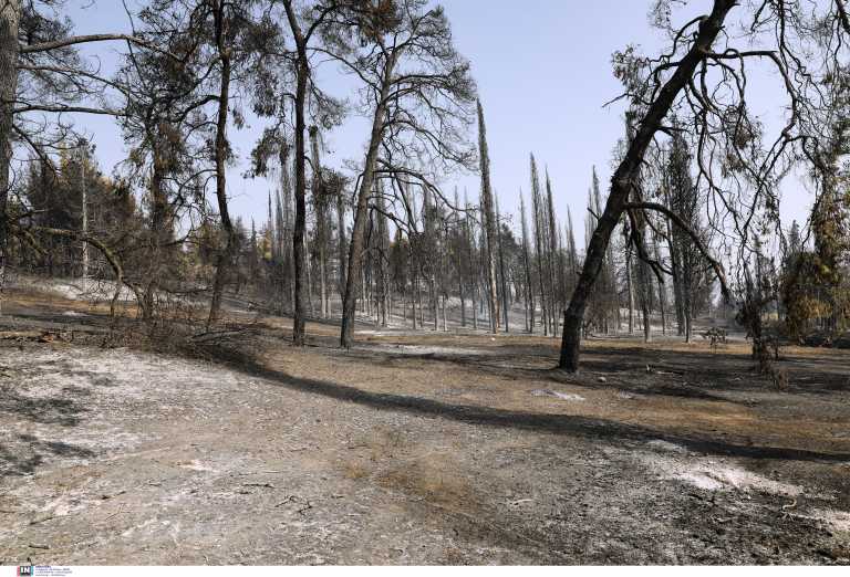 Fire in Evia: Fire-affected companies issue checks to banks not to seal