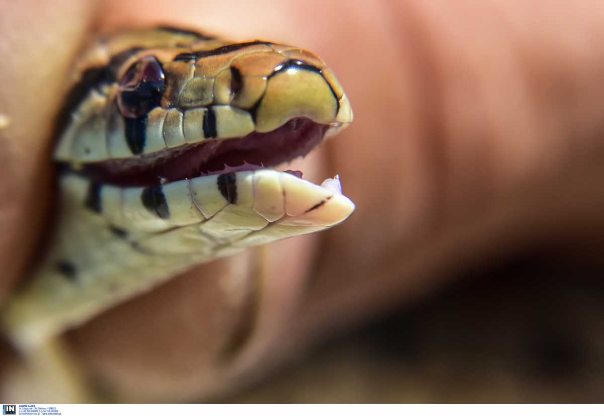 Βόλος: Φίδι πετάχτηκε στο καντράν αυτοκινήτου την ώρα που οδηγούσε – Τι προηγήθηκε λίγο νωρίτερα