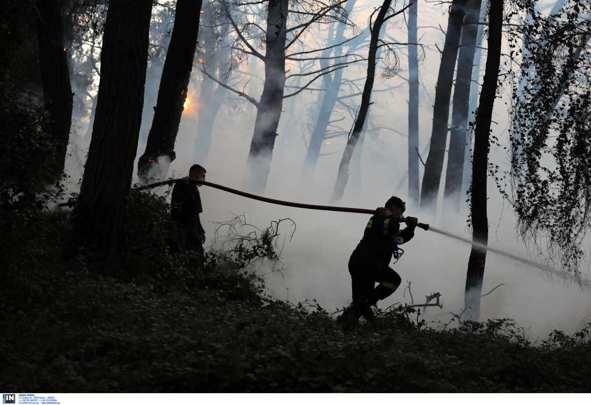 WWF: Επιστολή με 63.000 υπογραφές για τις πυρκαγιές