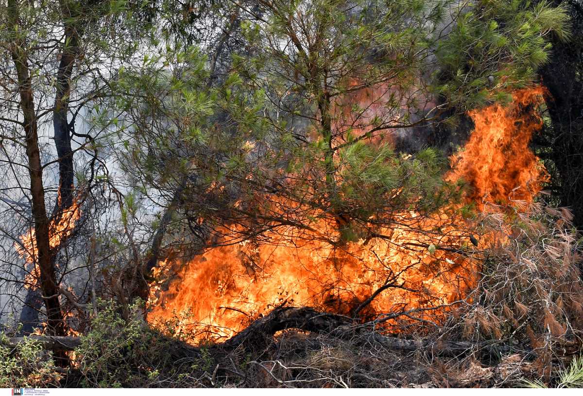 Φωτιά στην Ηλεία: Έρευνες για επίδοξο εμπρηστή στη Λαμπεία