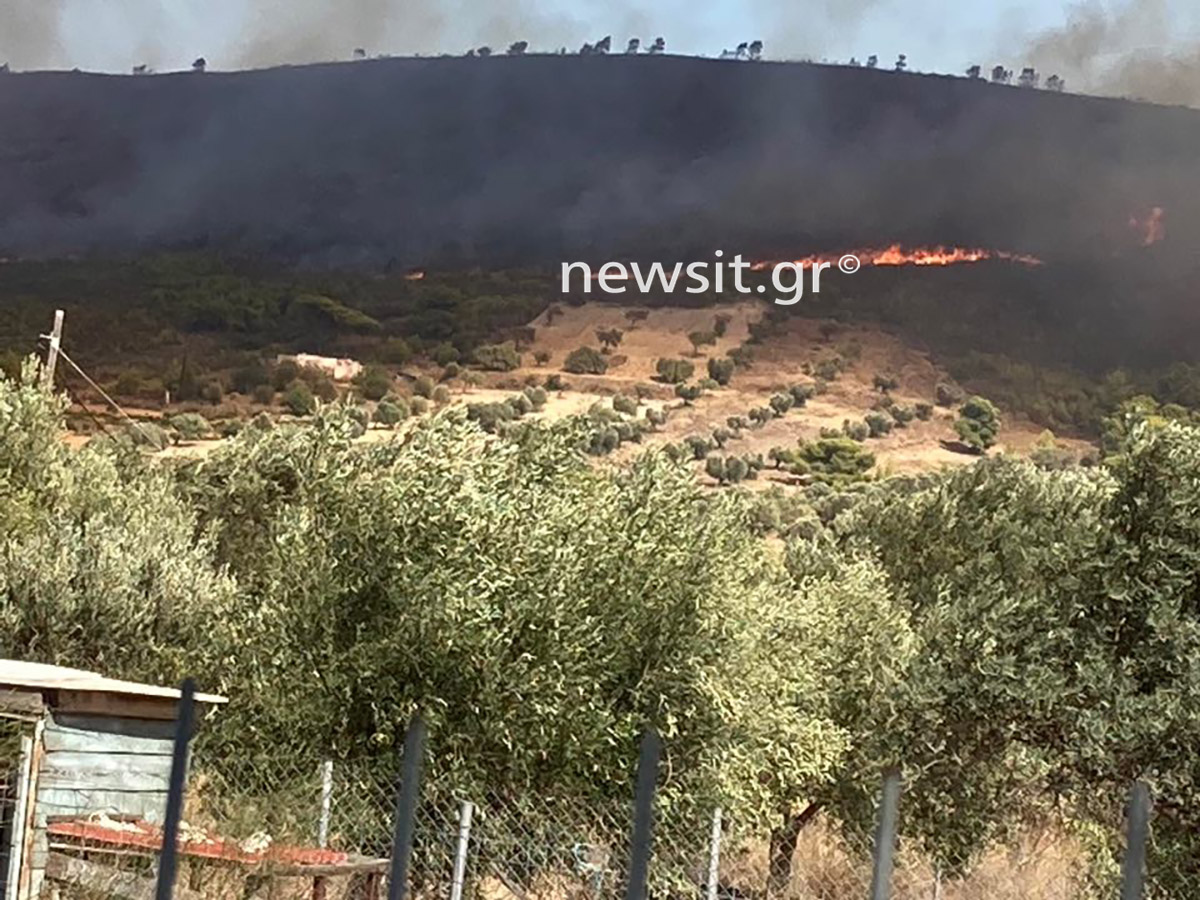 Φωτιά στην Κερατέα: Πάλι κοντά σε σπίτια οι φλόγες – Αγωνία μην περάσει στην Συντερίνα και τον Άγιο Κωνσταντίνο