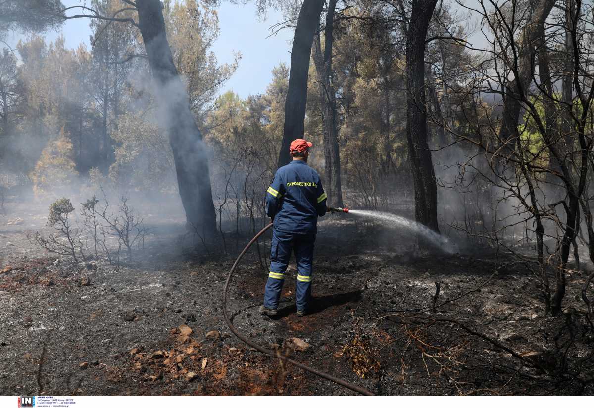 Φθιώτιδα: Συναγερμός για φωτιά κοντά στα διόδια Πελασγίας – Οι πυροσβέστες πρόλαβαν τα χειρότερα