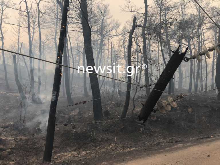 Φωτιά στη Βαρυμπόμπη: Η ΒΙΑΝΕΞ αναλαμβάνει την αναδάσωση της περιοχής