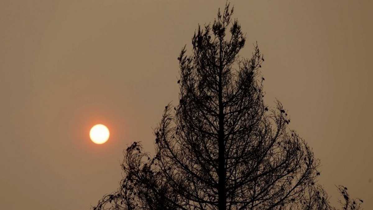 Φωτιά στην Κομοτηνή: Πάνω από 100 στρέμματα δάσους έγιναν στάχτη