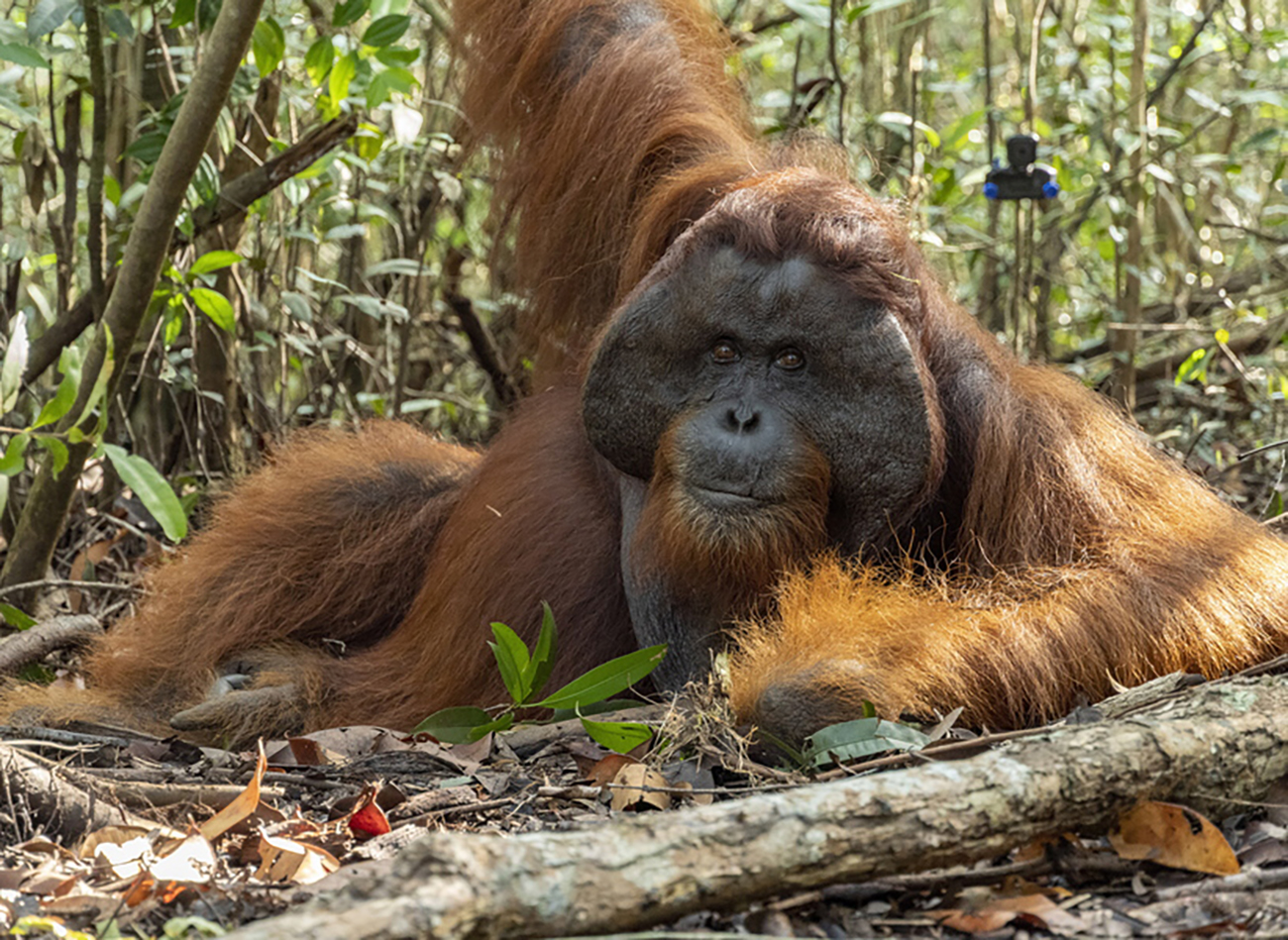 epa08614700 A handout photo made available by NGO International Animal Rescue (IAR) shows the release of an Orangutan in Ketapang, West Kalimantan province, Borneo, Indonsia, 18 August 2020. The orangutan, named Boncel, was released to the forest after being found on a palm plantation, the IAR said.  EPA