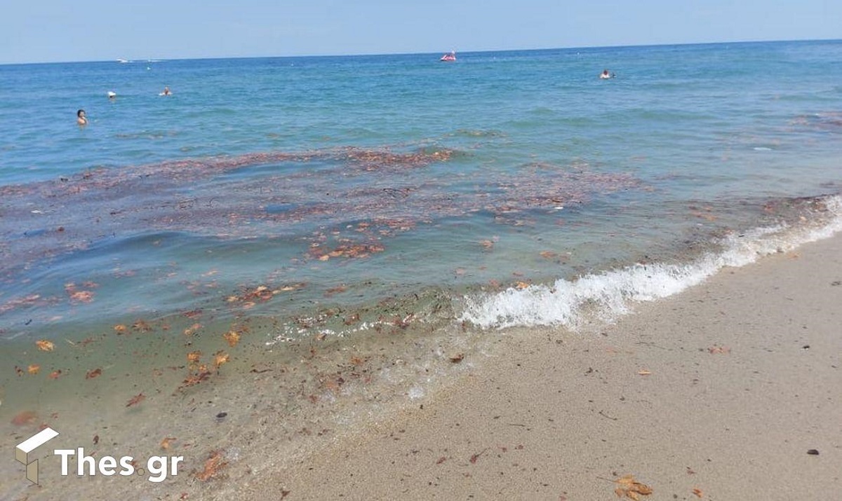 Πιερία: Δεν πίστευαν στα μάτια τους με αυτά που ξέβρασε η θάλασσα