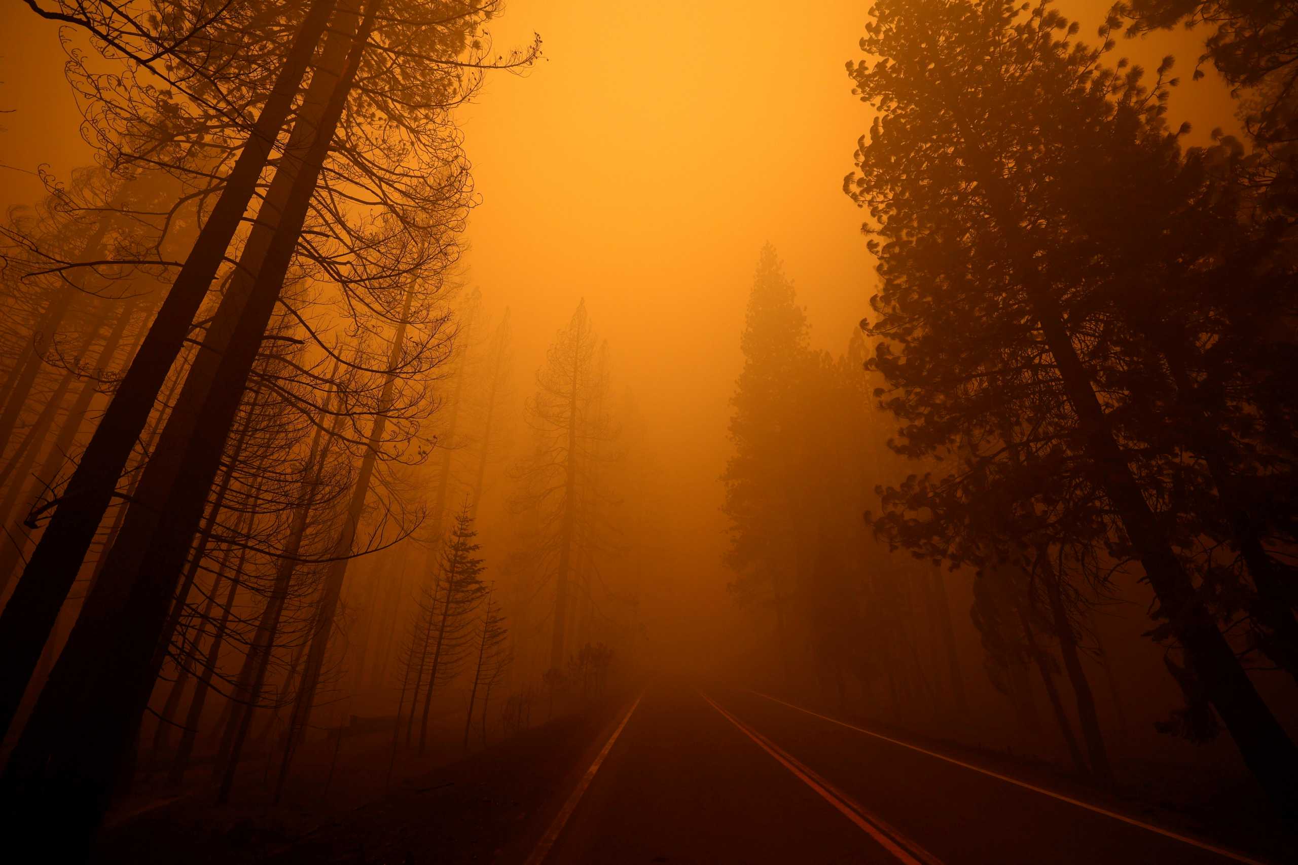A view shows Highway 89 with burned trees on one side and unburned trees on the other at the site of the Dixie Fire, a wildfire near the town of Greenville, California, U.S. August 7, 2021. REUTERS