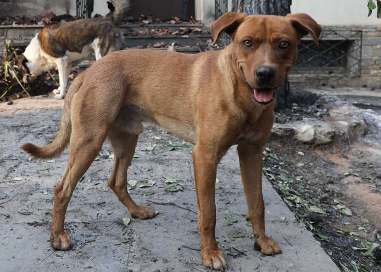 Κτηνωδία στην Κρήτη – Πυροβόλησαν και σκότωσαν σκύλο έξω από το σπίτι του