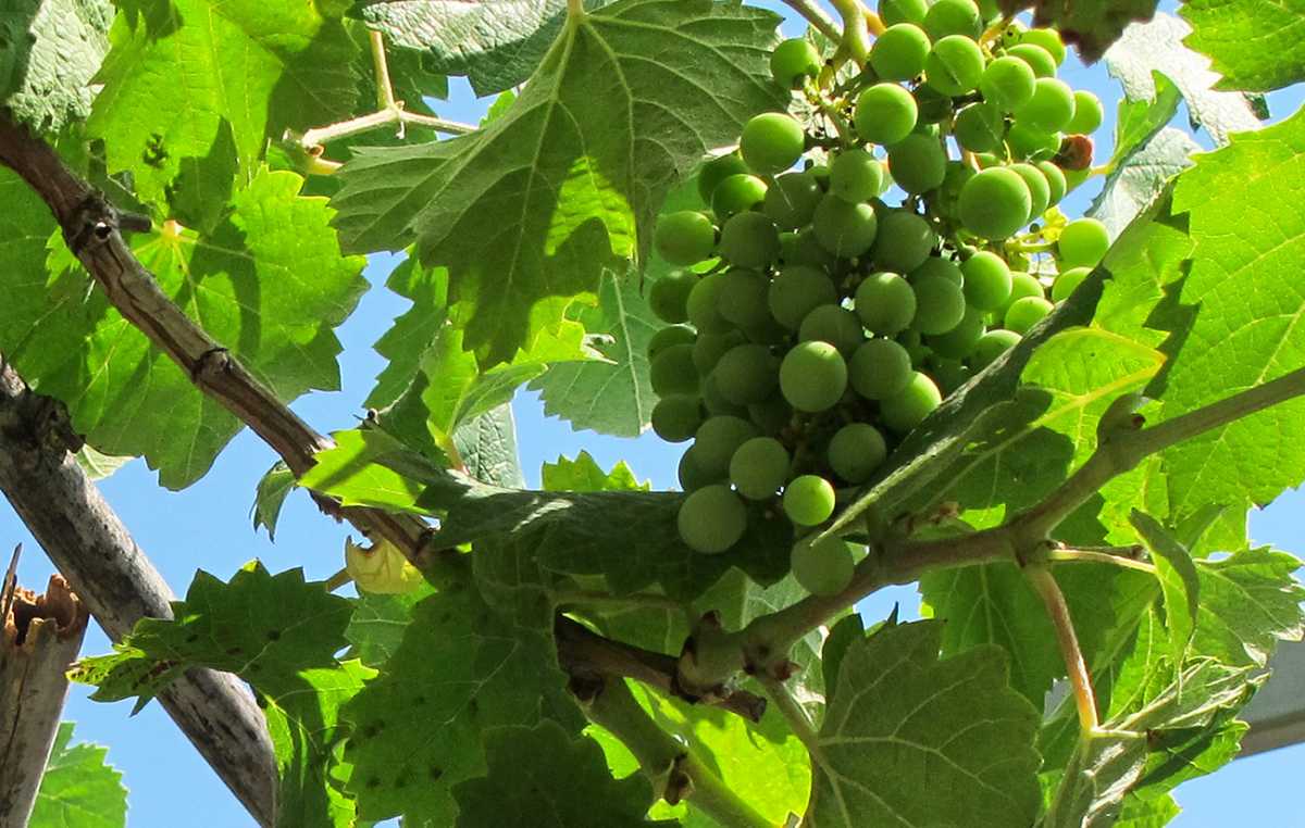 Ζελέ αλά «master chef» με κρασί και σταφύλια