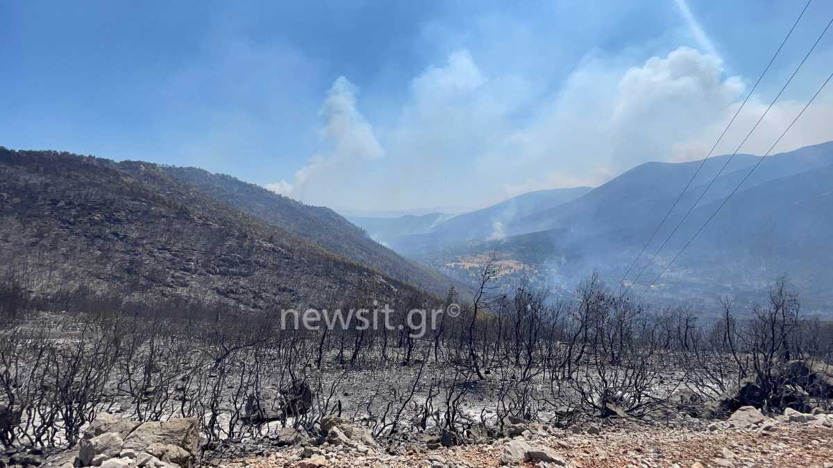 Φωτιά στα Βίλια: Από ένα κούτσουρο πεύκου ξεκίνησαν όλα – Οι πρώτες εικόνες από την καταστροφή