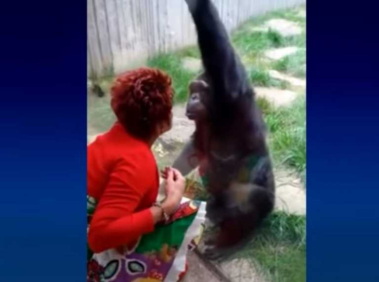 Είχε «στενή σχέση» με χιμπατζή και της απαγόρευσαν να τον επισκέπτεται στον ζωολογικό κήπο