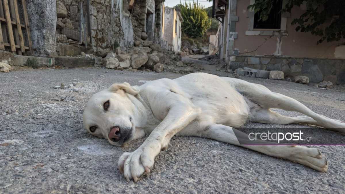 Σεισμός στην Κρήτη – Χουμέρι: Ένας σκύλος τριγυρνά μόνος στο «βομβαρδισμένο» χωριό