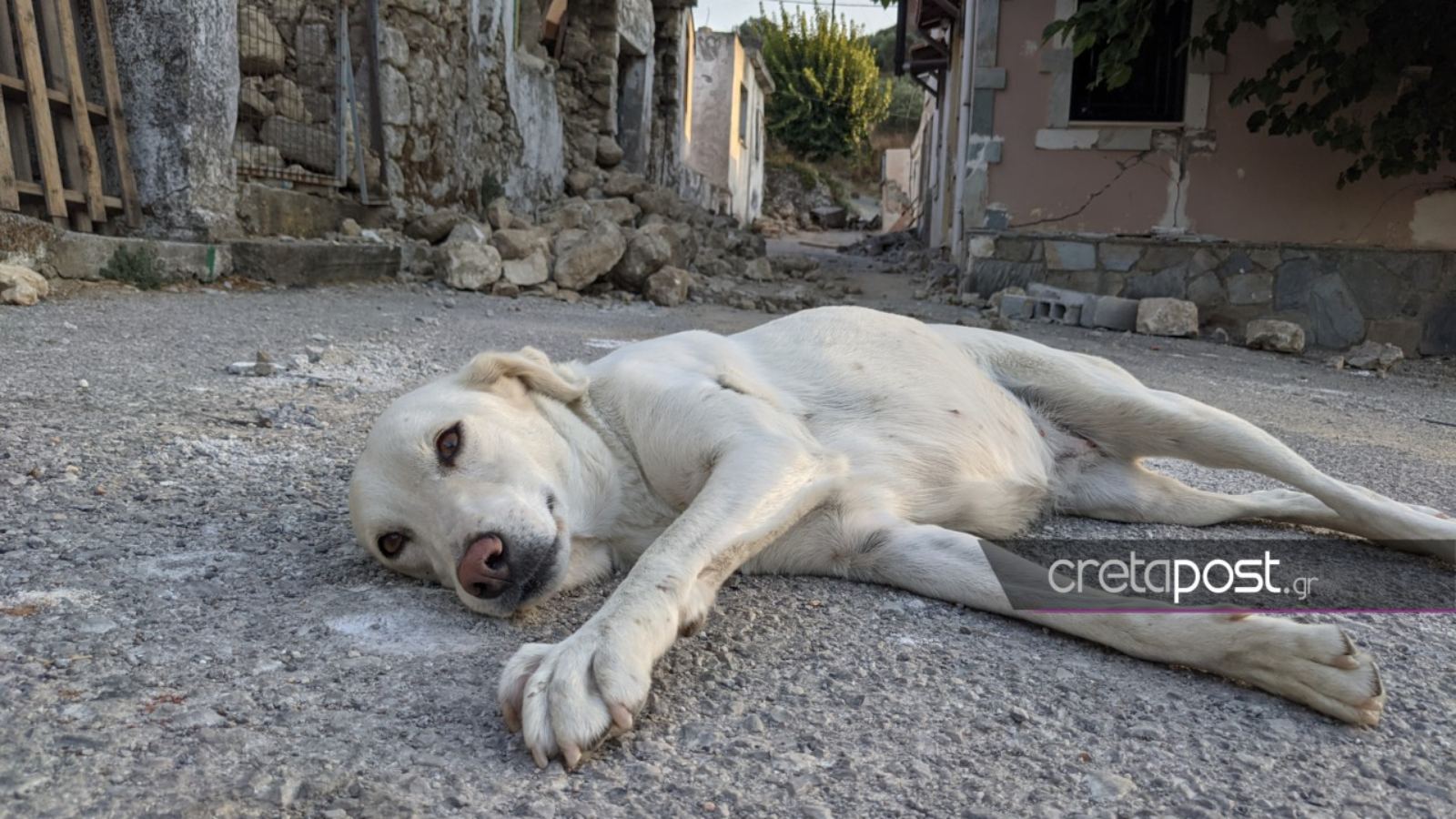 Σεισμός στην Κρήτη – Χουμέρι: Ένας σκύλος τριγυρνά μόνος στο «βομβαρδισμένο» χωριό