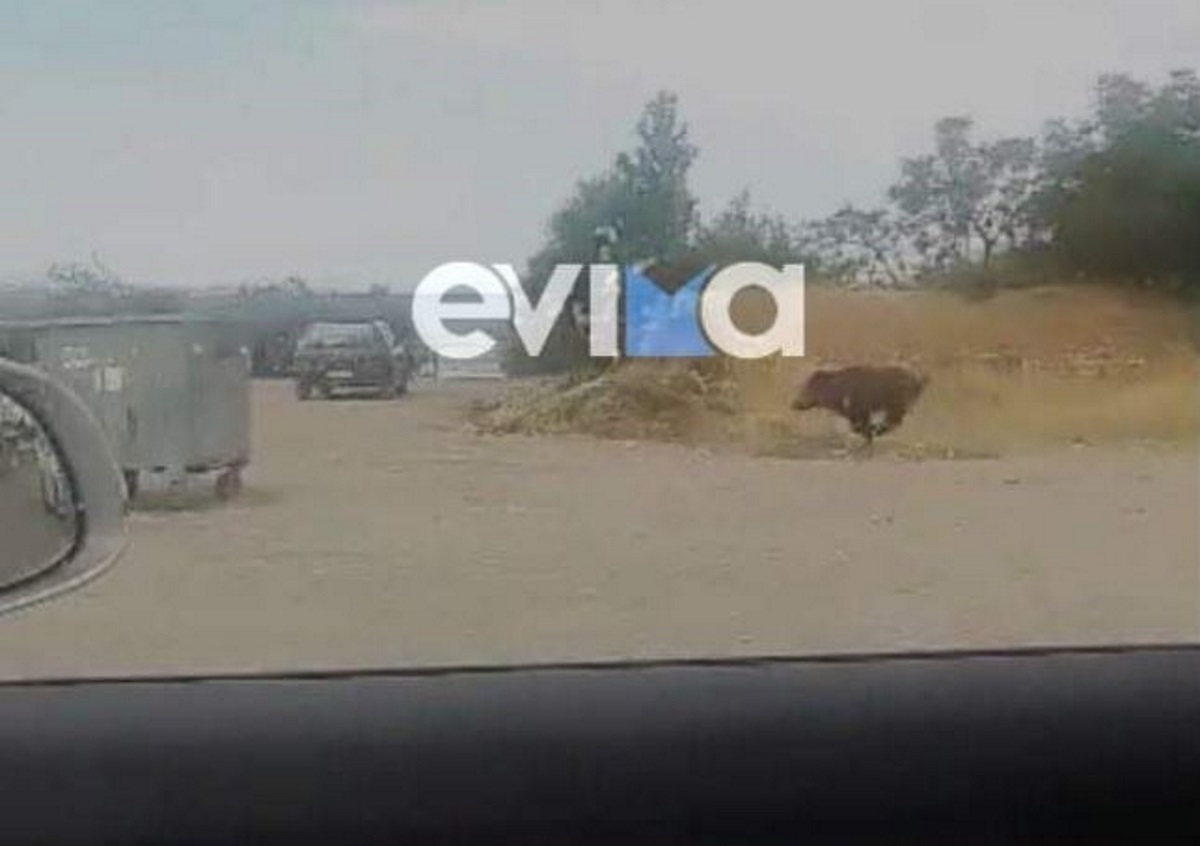 Αγριογούρουνο βγήκε βόλτα στη Χαλκίδα