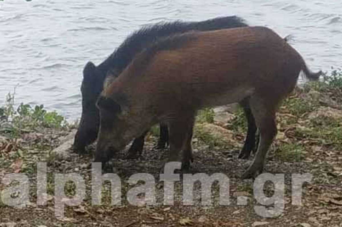 Καστοριά: Δείτε τα αγριογούρουνα που έφτασαν στη λίμνη – Οι εικόνες που προκάλεσαν αναστάτωση
