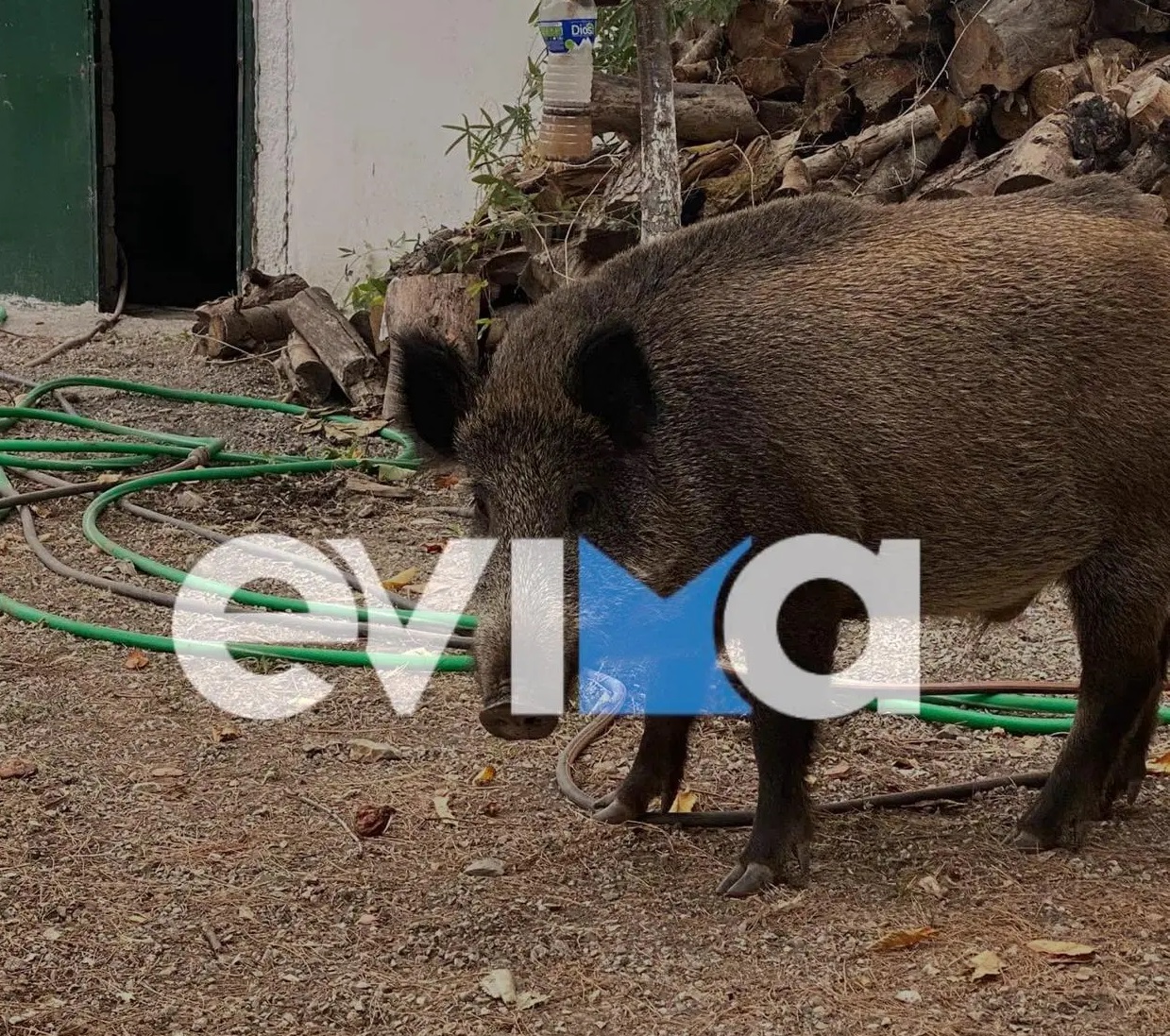 Βόρεια Εύβοια: Απολαυστικό βίντεο με αγριογούρουνο να… τρώει σε ταβέρνα