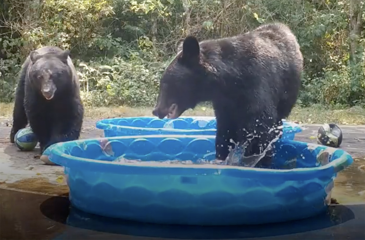 Ζωηρές αρκουδίτσες δροσίζονται σε «ιδιωτικές» πισίνες