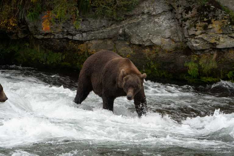 Η Κιριούσα από την Ουκρανία είναι ασφαλής στην Ολλανδία – Η αρκούδα τσίρκου ζούσε 18 χρόνια σε άθλιες συνθήκες