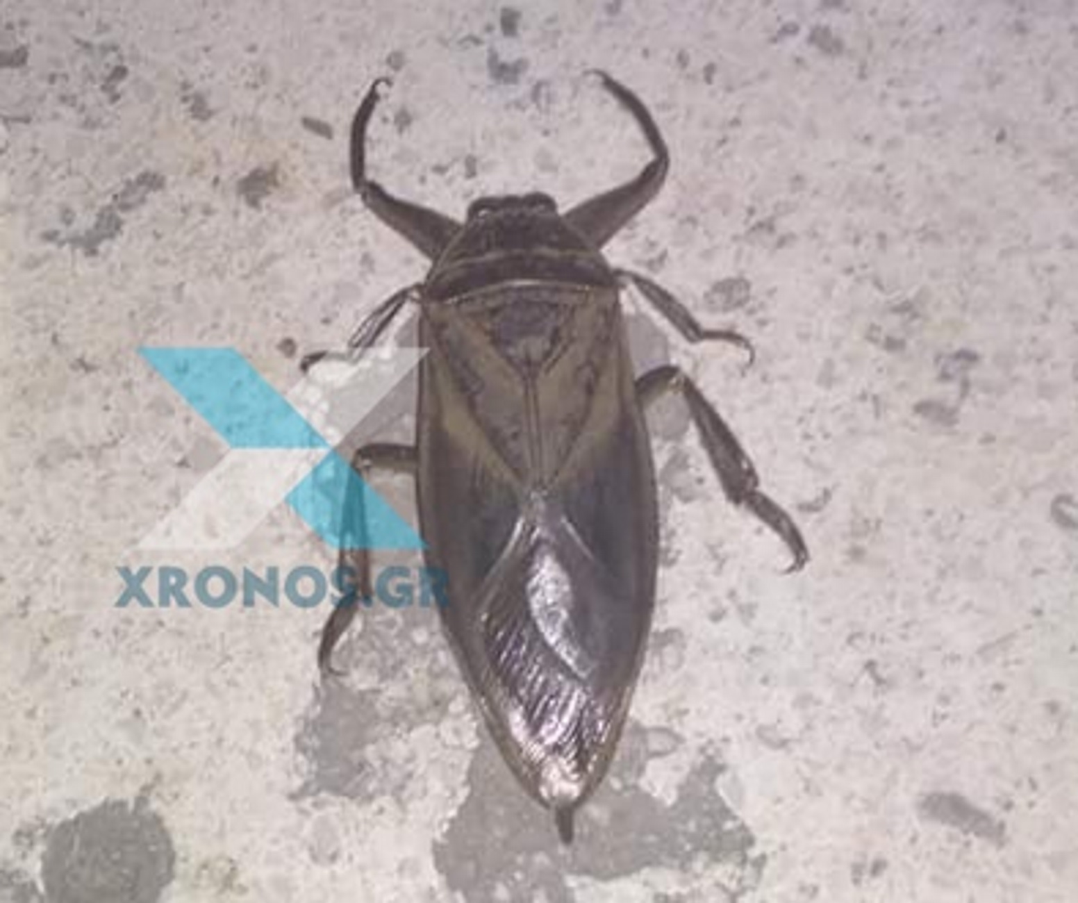 Πάργα: Μοιάζει με κατσαρίδα αλλά είναι δηλητηριώδες έντομο – Βγαλμένες από θρίλερ οι αντιδράσεις