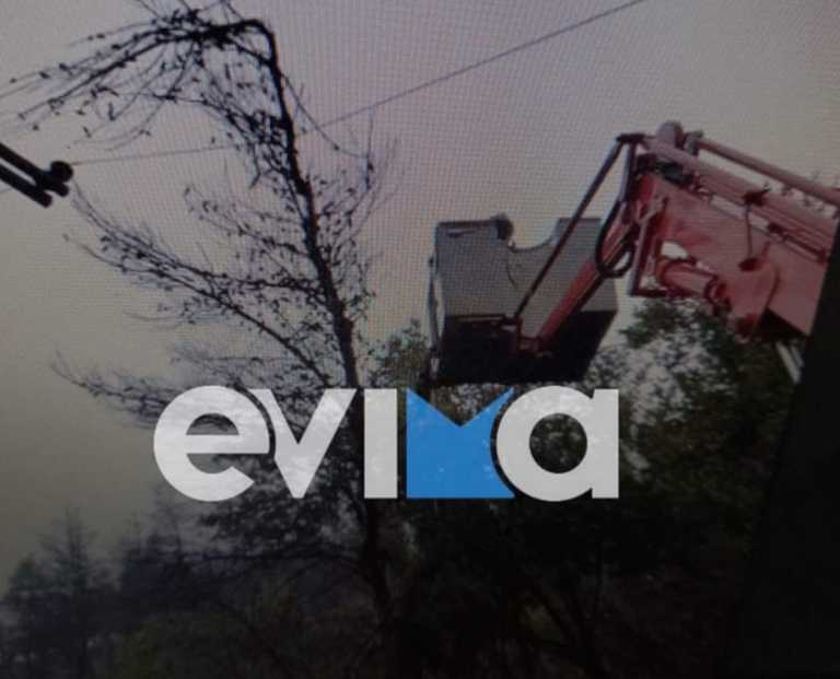 Εύβοια: Η κακοκαιρία έφερε πτώσεις δέντρων με διακοπές νερού και ρεύματος – Επί ποδός τα συνεργεία