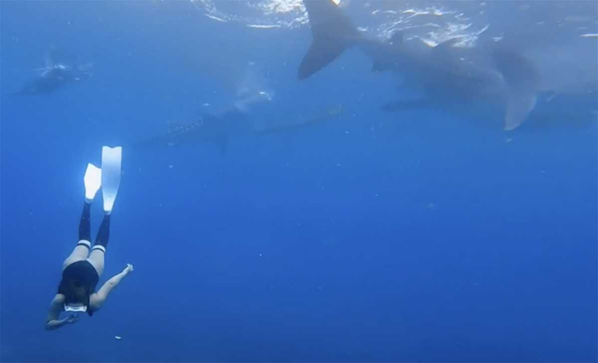Δύτρια κολυμπά με κοπάδι φαλαινοκαρχαριών και «κόβει» την ανάσα