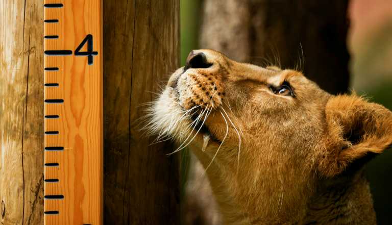 ΗΠΑ: 6 λιοντάρια και 3 τίγρεις με κορονοϊό στον ζωολογικό κήπο της Ουάσιγκτον