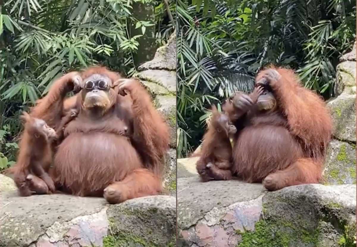 Ο στιλάτος πίθηκος που «ερωτεύτηκε» ένα ζευγάρι γυαλιά ηλίου