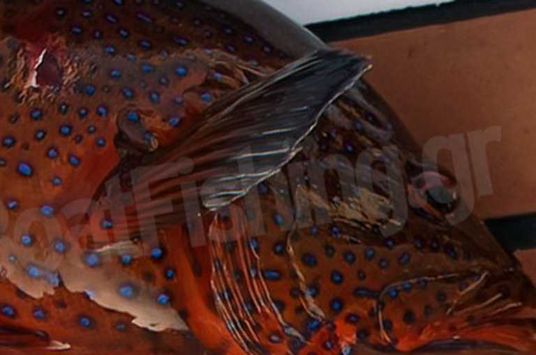 Σαρωνικός: Ψαροντουφεκάς βγήκε από τη θάλασσα με αυτό το ψάρι – Οι εικόνες που έγιναν θέμα συζήτησης