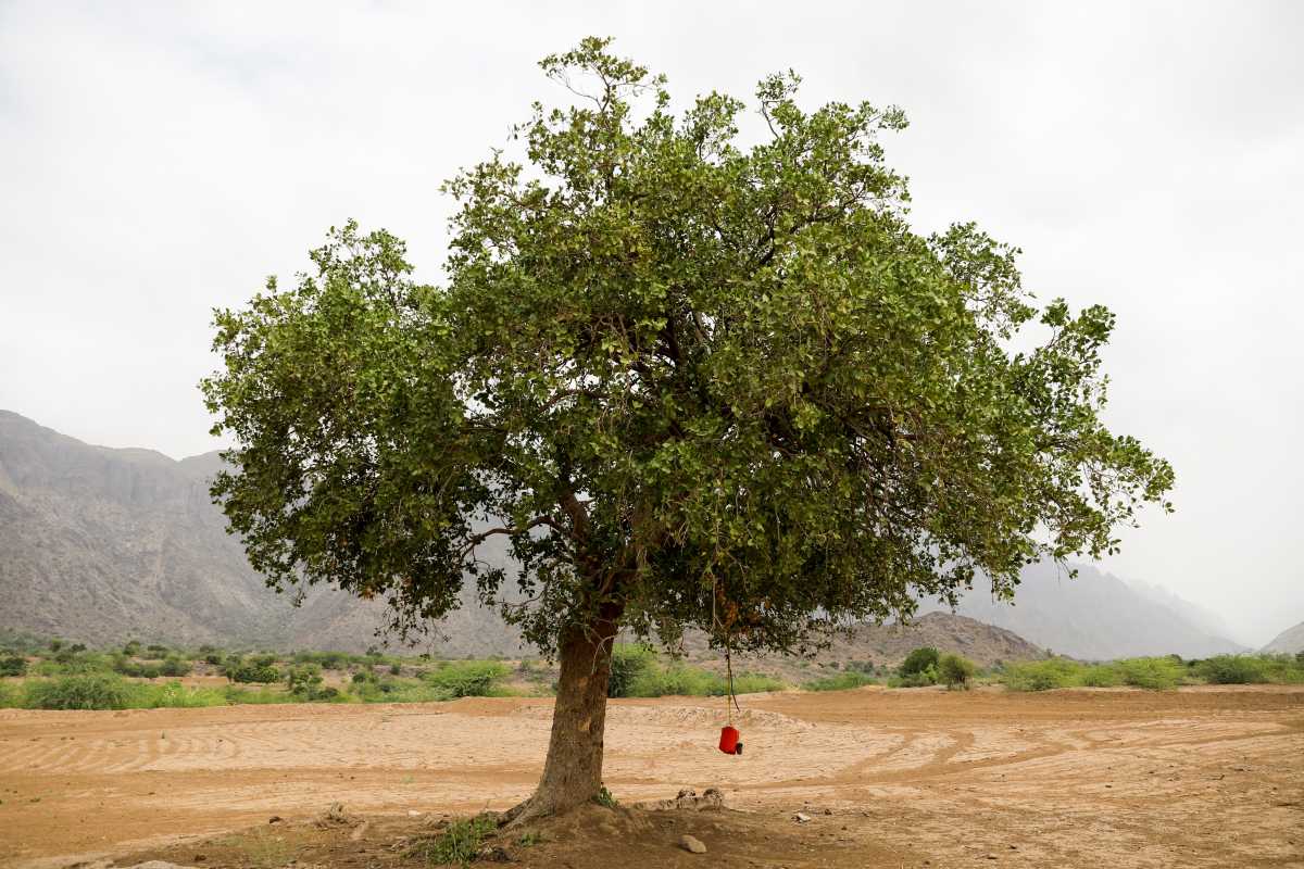 Είδος προς εξαφάνιση και τα δέντρα: Ένα στα τρία κινδυνεύουν